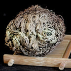 Rose of Jericho